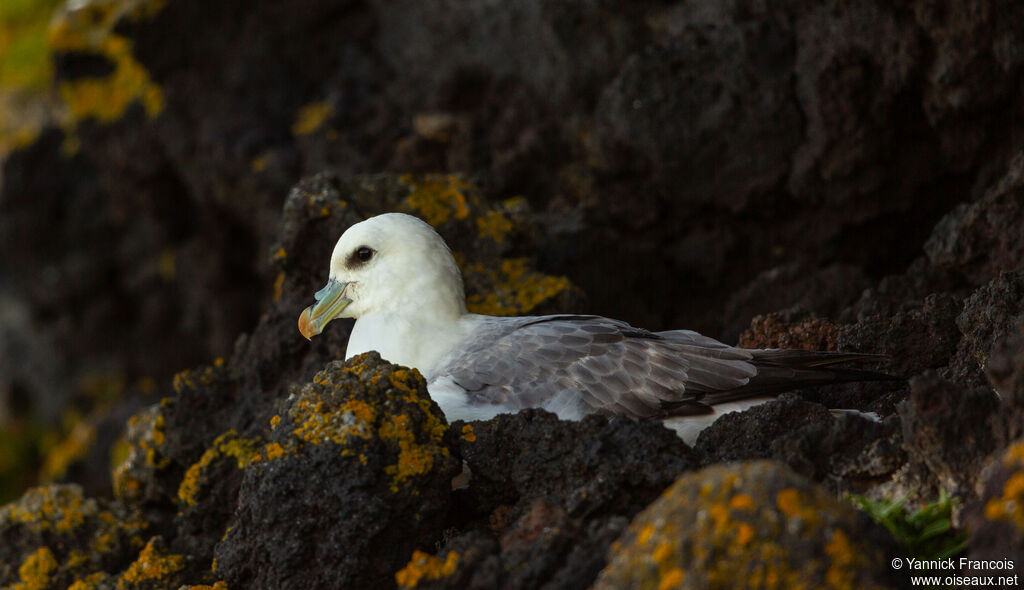 Northern Fulmaradult, identification, aspect, Reproduction-nesting