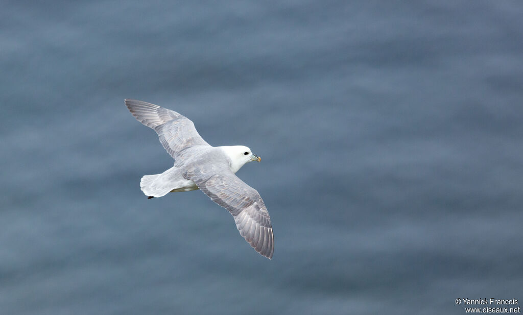 Fulmar boréaladulte, identification, composition, nage