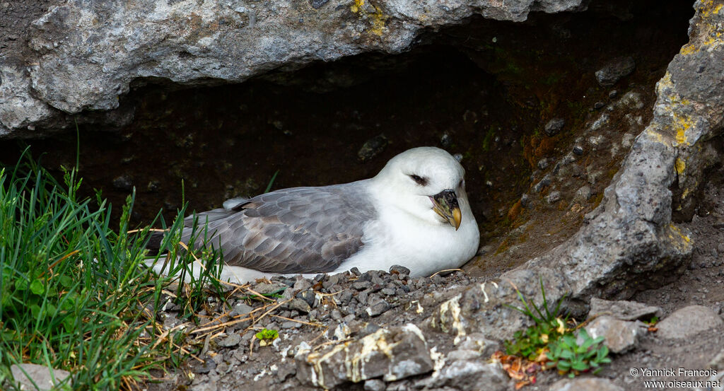 Fulmar boréaladulte, identification, composition