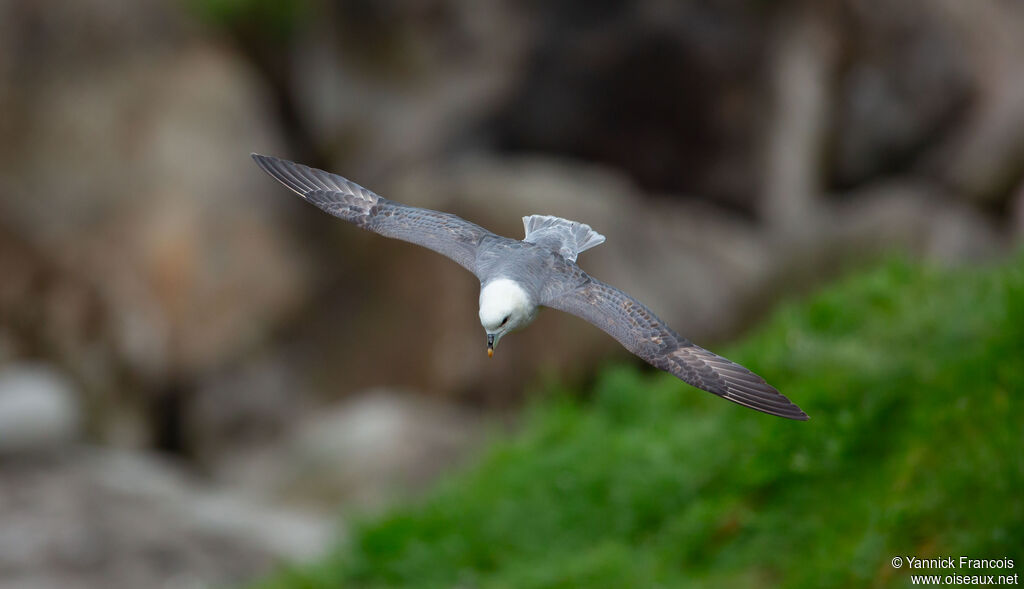 Northern Fulmaradult, aspect, Flight