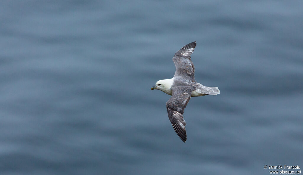 Fulmar boréaladulte, identification, composition, Vol