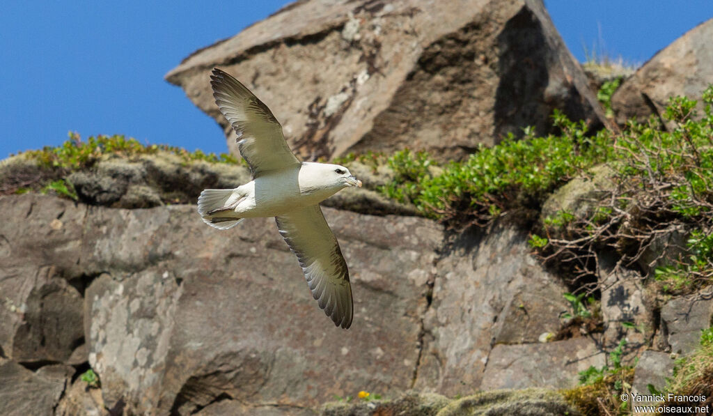 Fulmar boréaladulte, composition, Vol