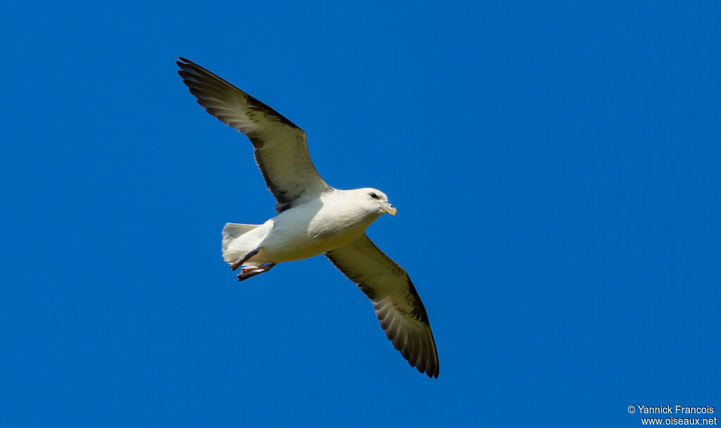 Fulmar boréaladulte, composition, Vol