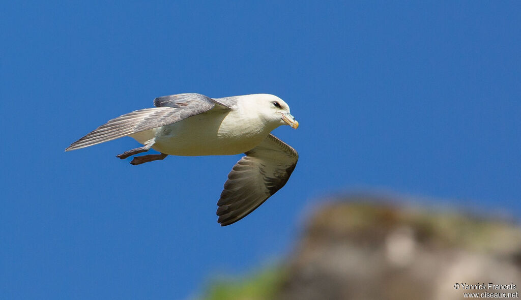 Fulmar boréaladulte, composition, Vol