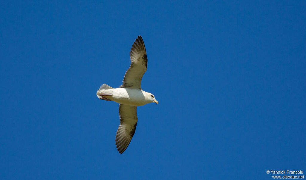 Fulmar boréaladulte, composition, Vol