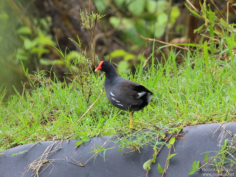 Gallinule d'Amériqueadulte, habitat, composition