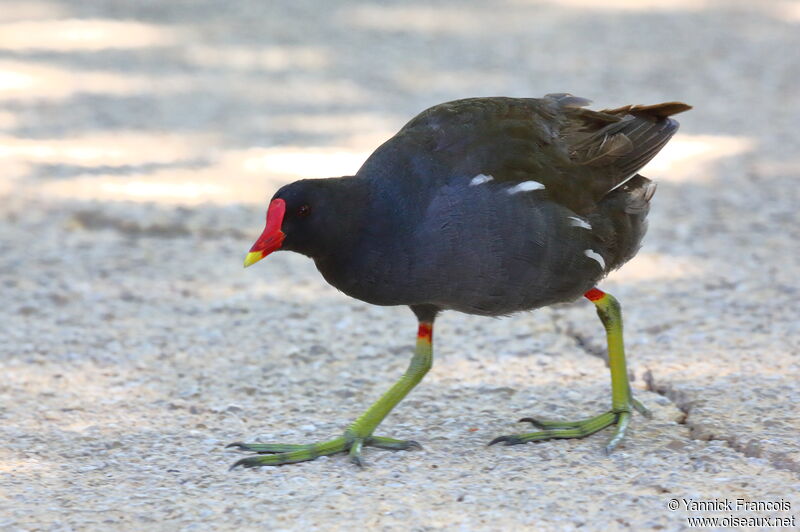 Gallinule poule-d'eauadulte, identification, composition