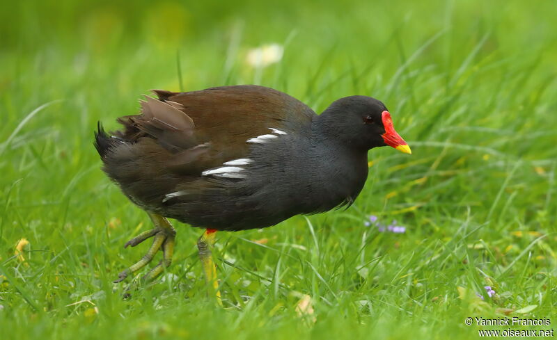 Common Moorhenadult, identification, aspect