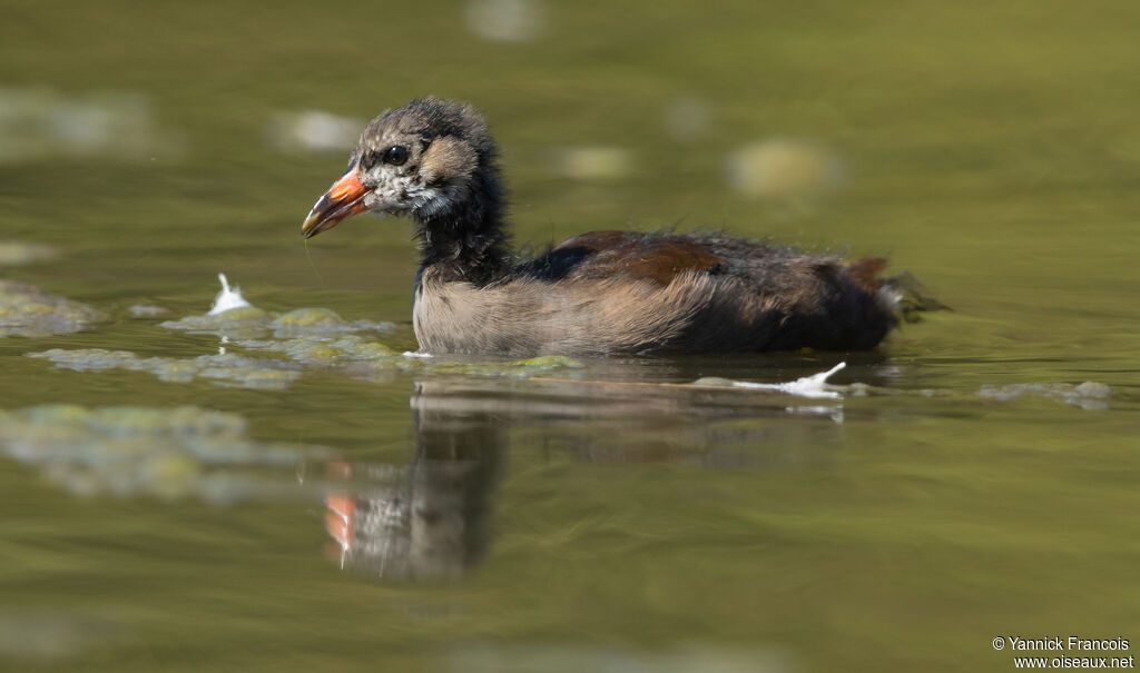 Common Moorhenjuvenile, identification, aspect