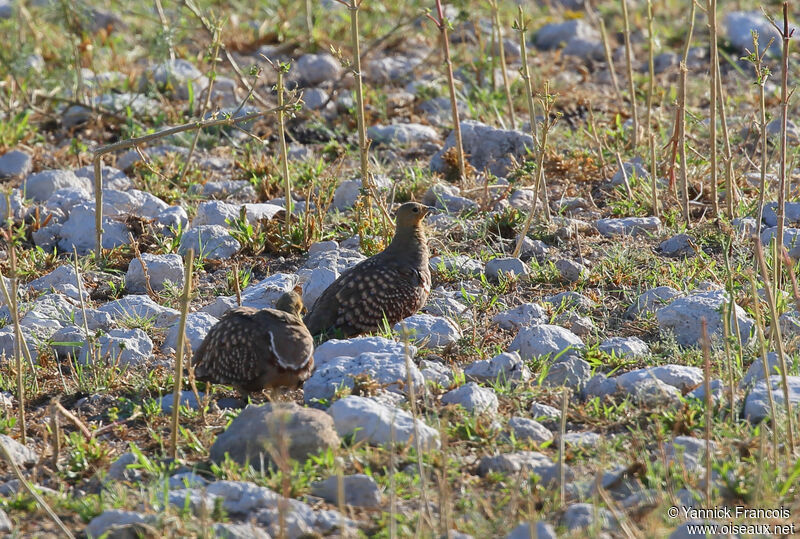 Ganga namaquaadulte nuptial, habitat, composition