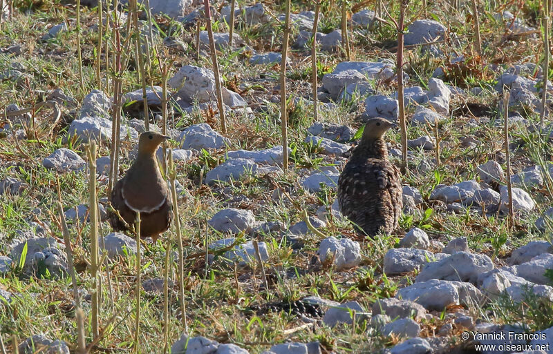 Ganga namaquaadulte nuptial, habitat, composition