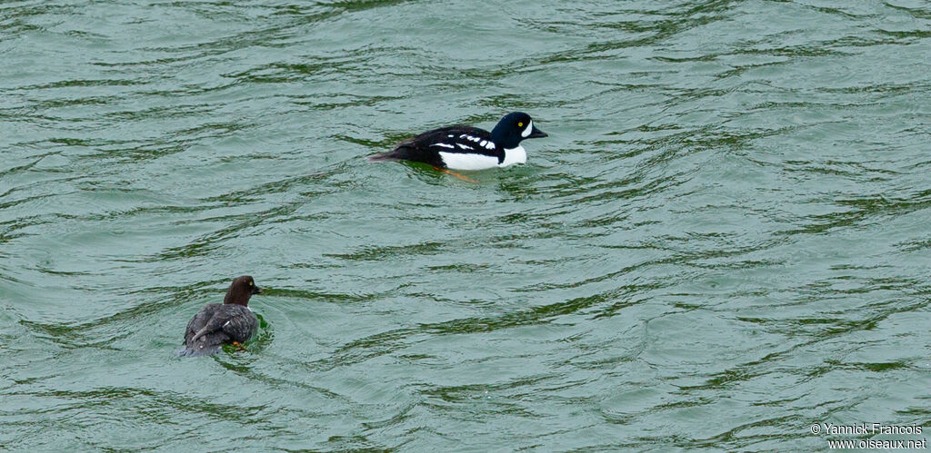 Barrow's Goldeneye male adult breeding, habitat, aspect, swimming
