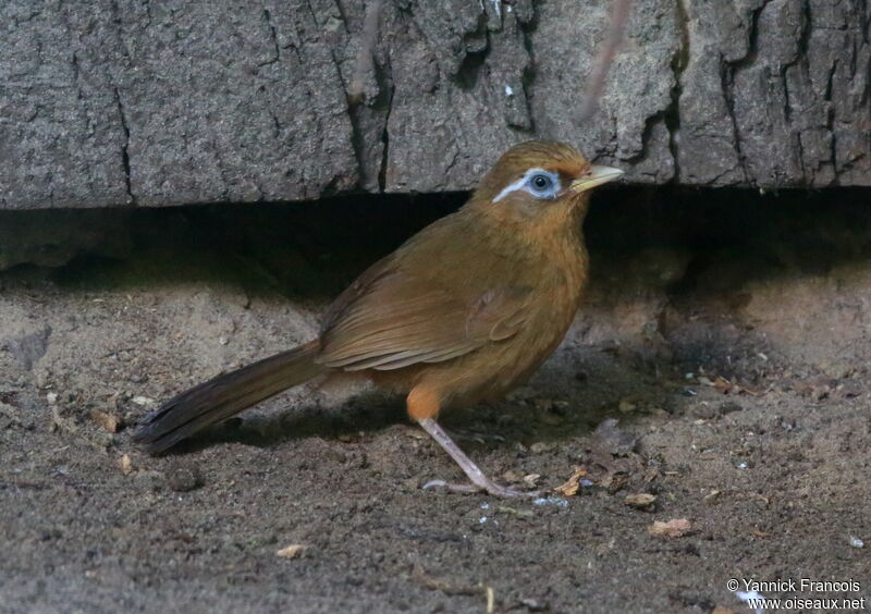 Garrulaxe hoamyadulte, identification, composition