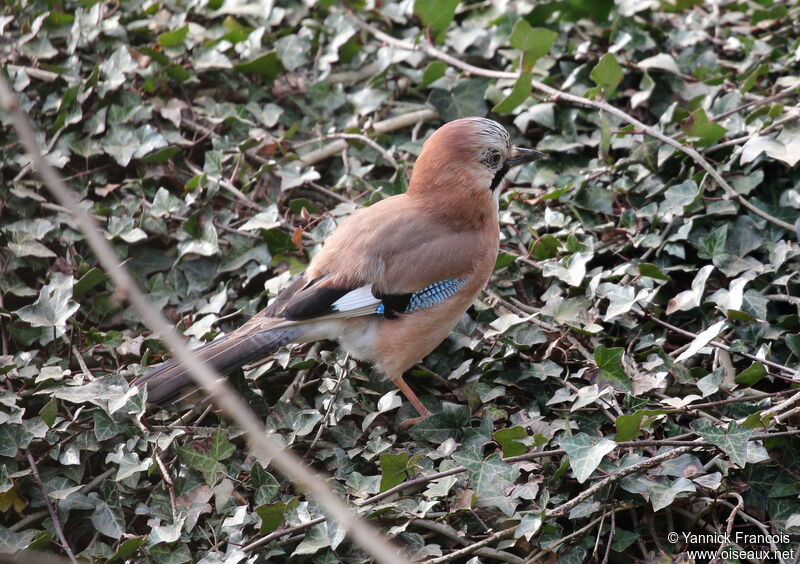 Geai des chênesadulte, identification, composition, marche