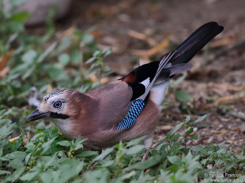 Eurasian Jayadult, identification, aspect