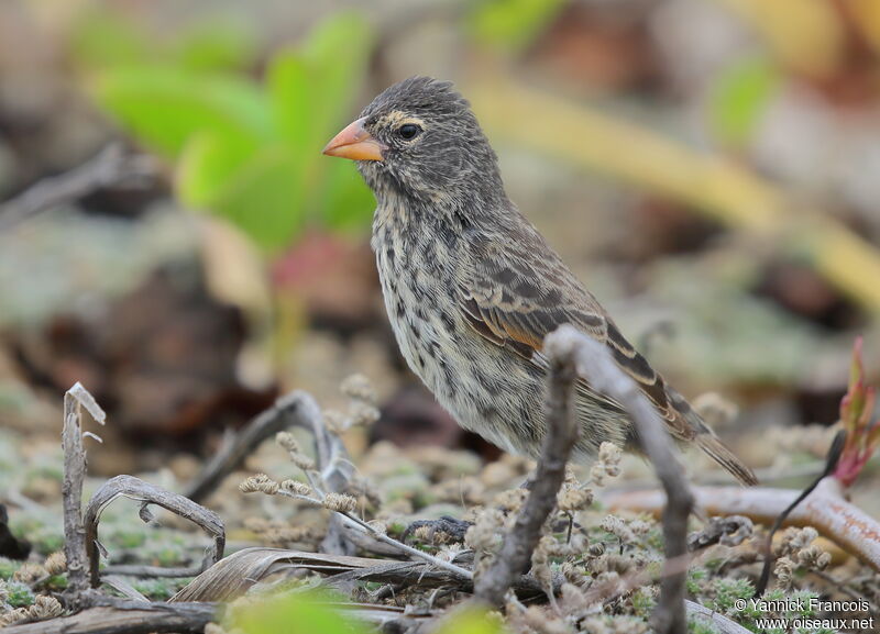 Medium Ground Finch female adult, identification, aspect