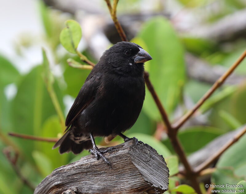 Medium Ground Finch male adult, identification, aspect