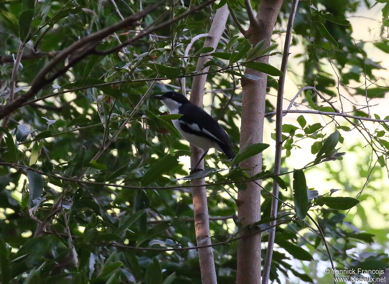 Gonolek à ventre blancadulte, habitat, composition