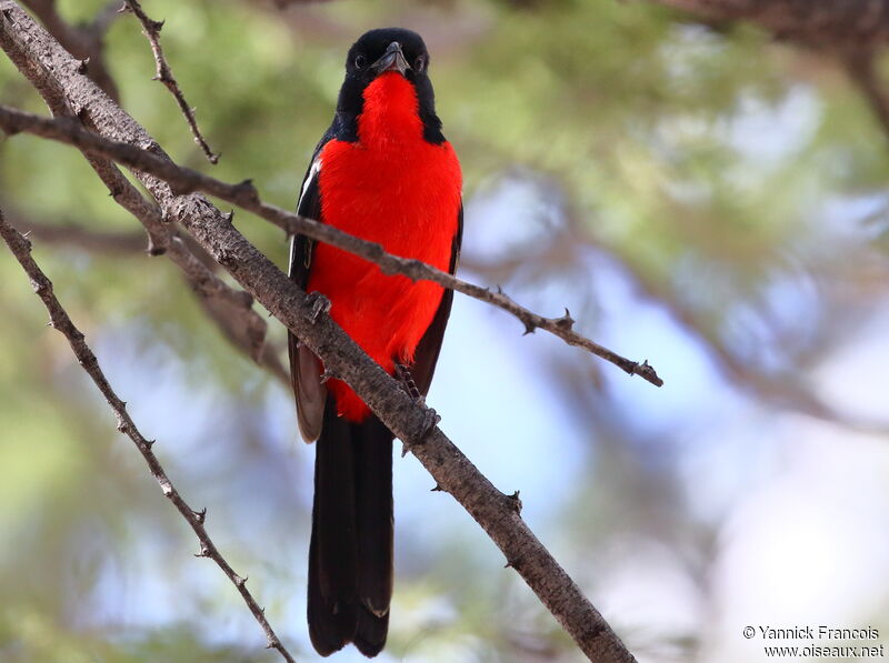 Crimson-breasted Shrikeadult, identification, aspect