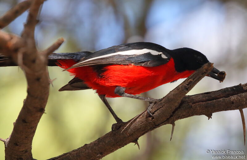 Crimson-breasted Shrikeadult, identification, aspect, fishing/hunting