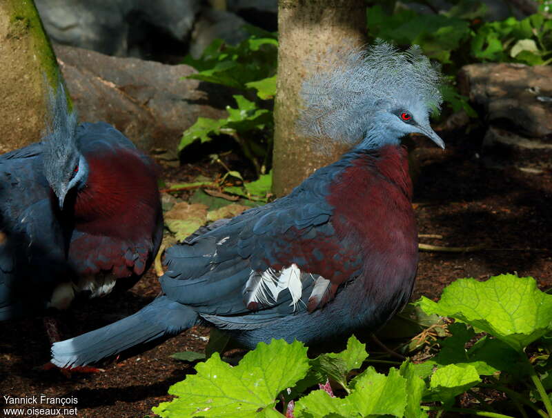 Goura de Sclateradulte, identification