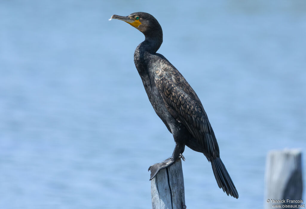 Grand Cormoranadulte internuptial, identification, composition
