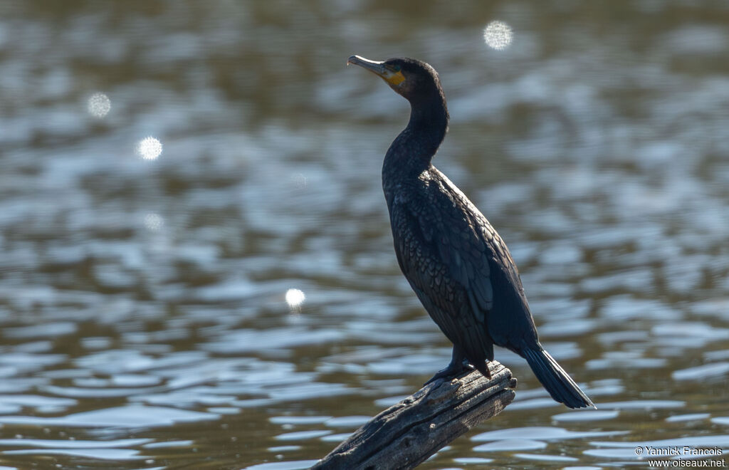 Grand Cormoranadulte, identification, composition