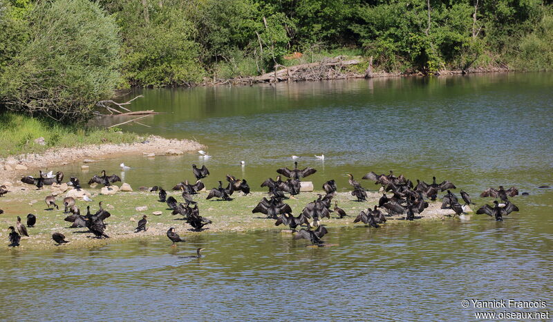 Grand Cormoran, habitat, Comportement