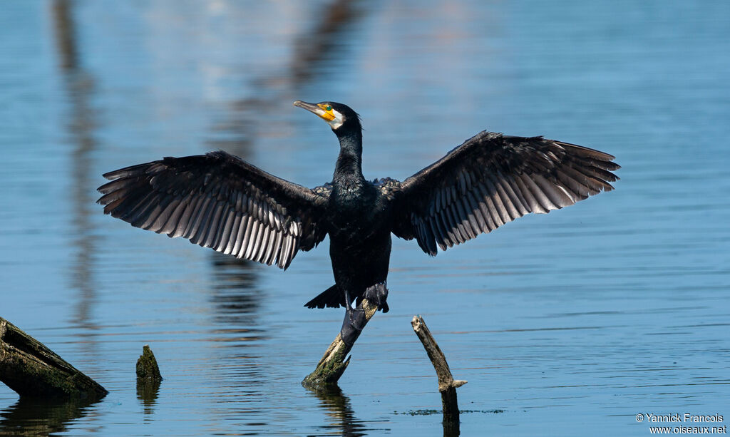 Great Cormorantadult, identification, aspect