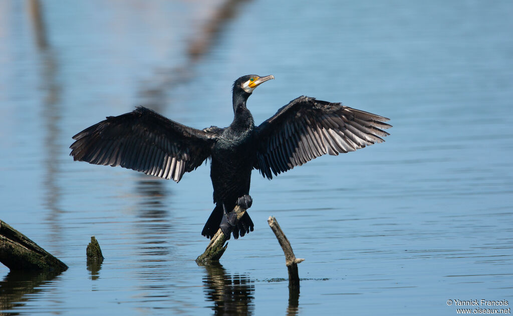 Great Cormorantadult, identification, aspect