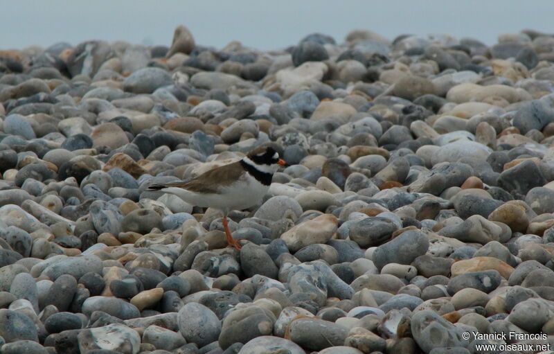 Common Ringed Plover male adult breeding, habitat, aspect