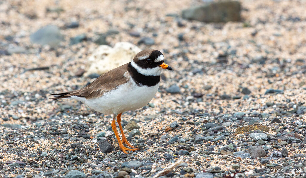 Common Ringed Plover male adult breeding, identification, aspect