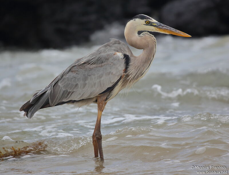 Great Blue Heronadult, identification, aspect