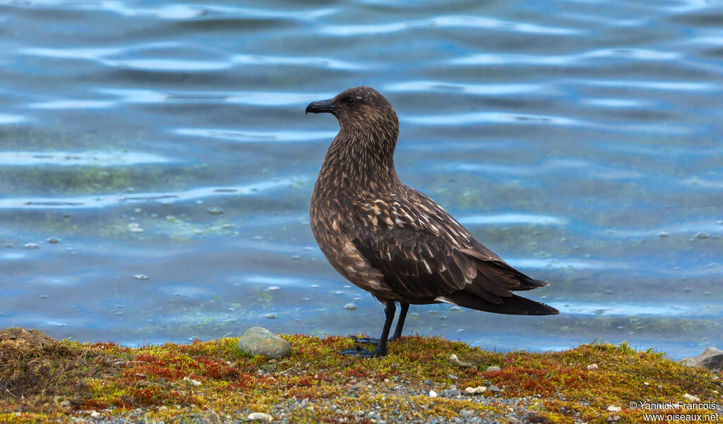 Great Skuaadult, identification, aspect