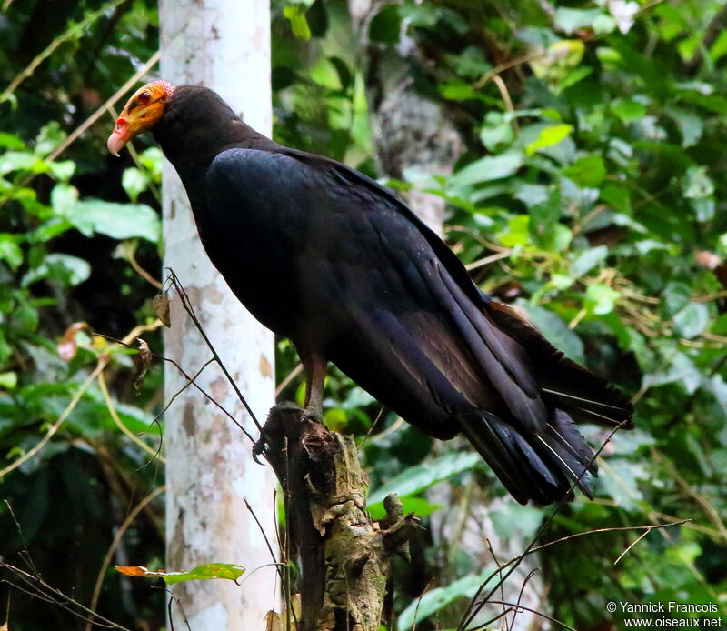 Grand Urubuadulte, identification, composition