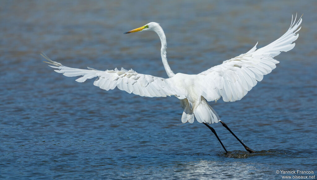 Great Egretadult breeding, identification