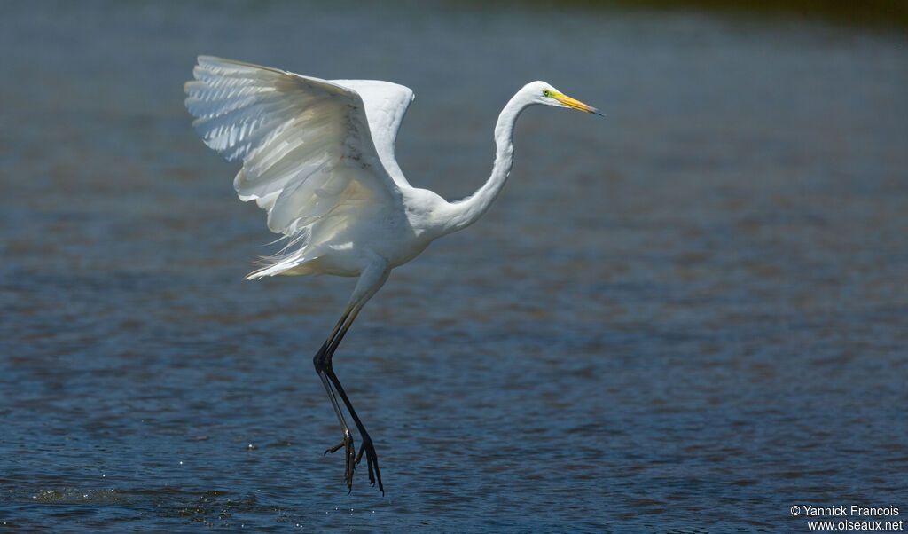 Great Egretadult breeding, identification, aspect