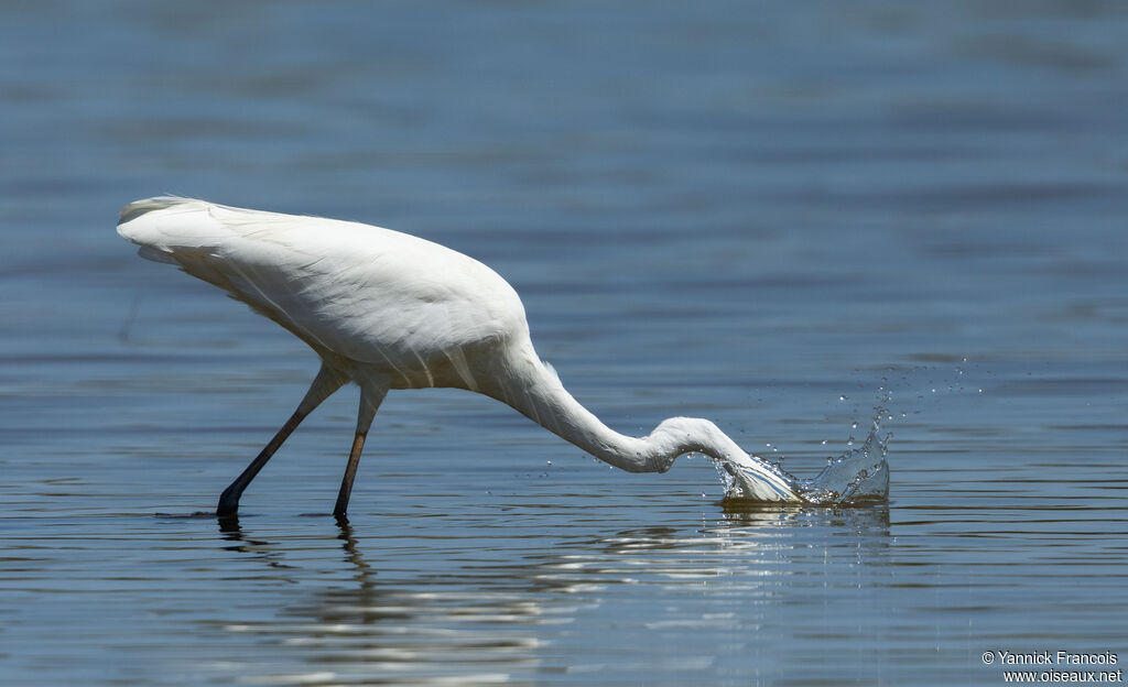 Great Egretadult post breeding, identification, aspect, fishing/hunting