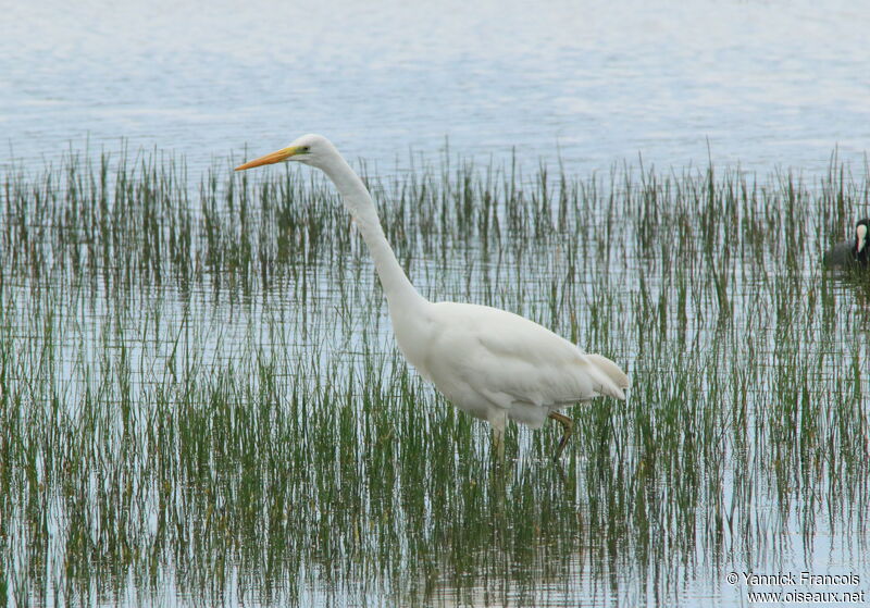 Great Egretadult, identification, aspect