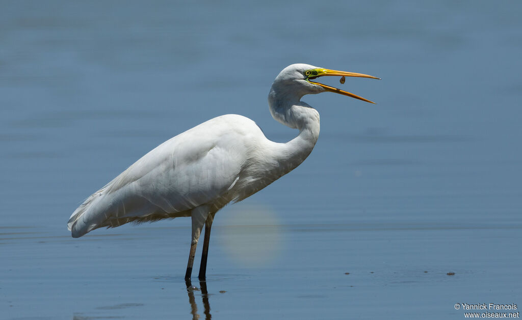 Great Egretadult post breeding, identification, aspect, fishing/hunting