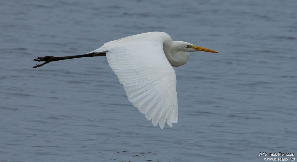 Grande Aigretteadulte, composition, Vol