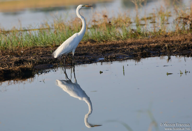 Grande Aigretteadulte, habitat, composition