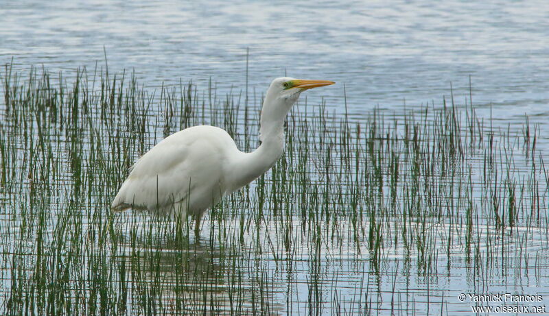 Great Egretadult, habitat, aspect