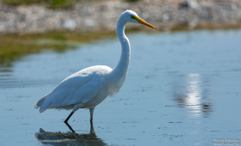 Great Egretadult breeding, identification, aspect