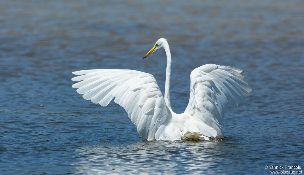 Great Egretadult breeding, identification