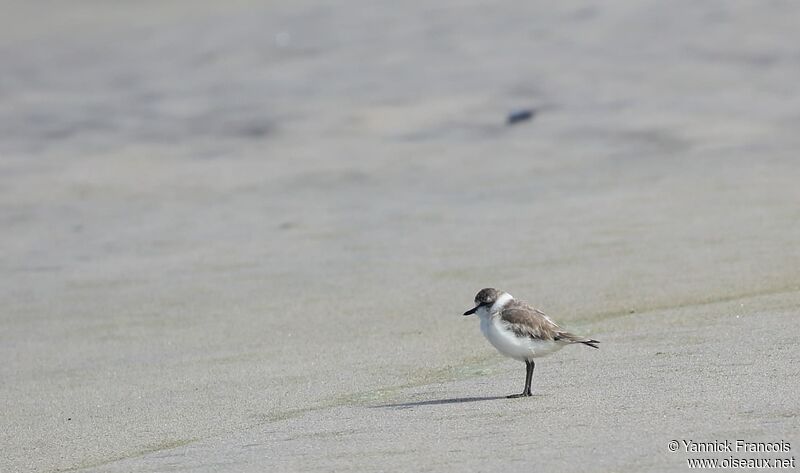 White-fronted Plover, habitat, aspect