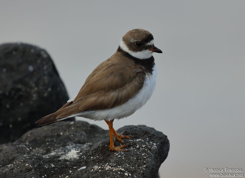 Semipalmated Ploveradult breeding, identification, aspect