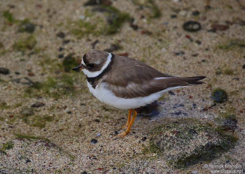 Semipalmated Ploveradult, identification, aspect