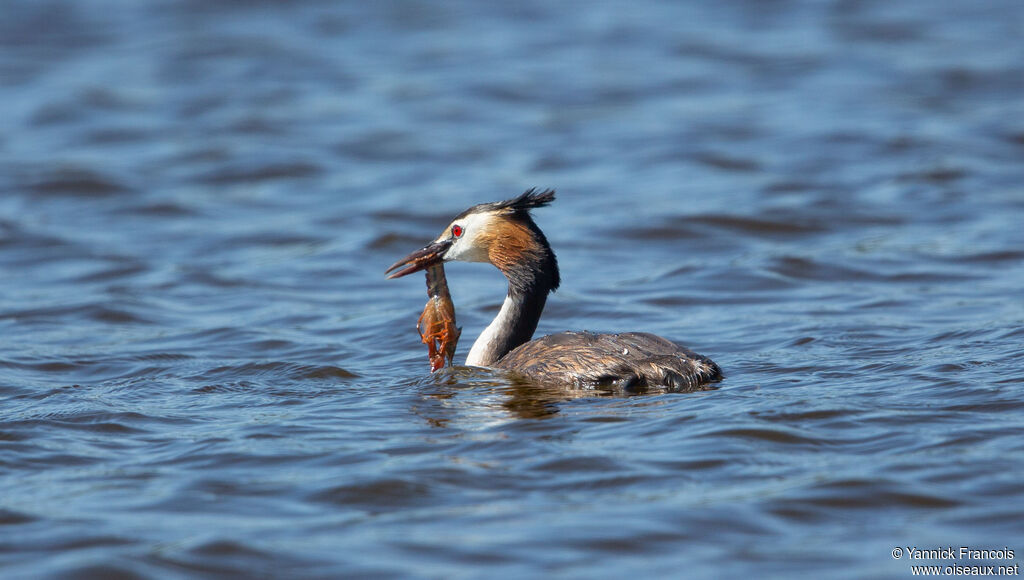 Great Crested Grebeadult breeding, identification, aspect, fishing/hunting