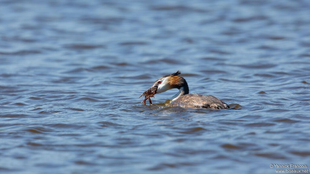 Great Crested Grebeadult breeding, identification, aspect, fishing/hunting